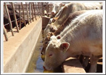 Livestock Living Water Supply in Botswana