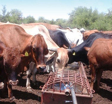 Pasture animal husbandry