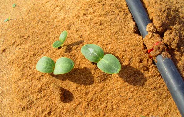 desert economy plants