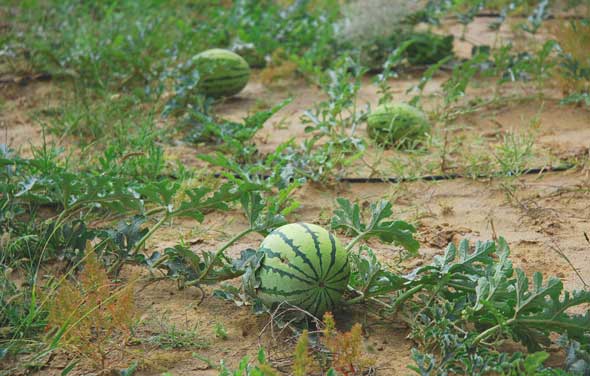 ecological agriculture demonstration