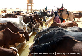 Cattles and Horses Accessing Water Channel