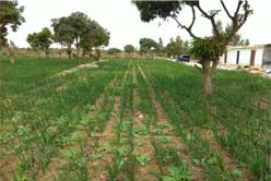 Solar Farm