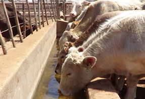 Cattle drinking water