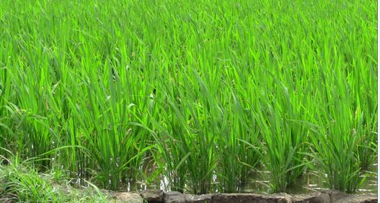 Farmland Irrigation With Solar Water Pumping Syste