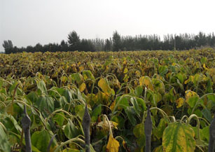 Matured Sunflower