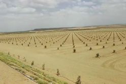 Dwarf Palm Trees