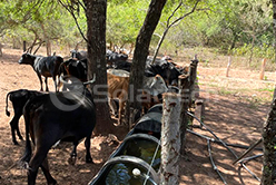 solar livestock